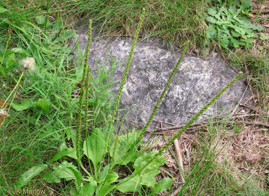 image of Plantago major, Common Plantain, White-man's-foot