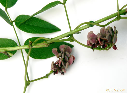 image of Apios americana, American Groundnut, Common Groundnut