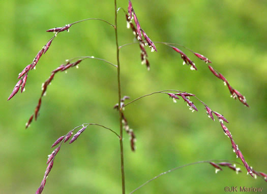 spikelet