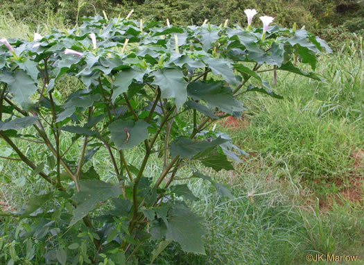 image of Datura stramonium, Jimsonweed, Thornapple, Stramonium