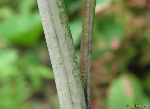 glaucous