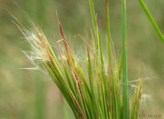 image of Andropogon glomeratus, Common Bushy Bluestem, Bushy Beardgrass, Bog Broomsedge, Clustered Bluestem