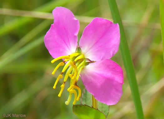 image of Rhexia virginica, Virginia Meadowbeauty, Wingstem Meadowbeauty, Deergrass