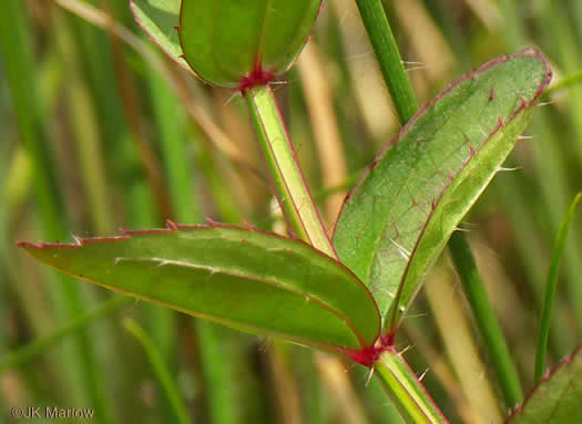 image of Rhexia virginica, Virginia Meadowbeauty, Wingstem Meadowbeauty, Deergrass