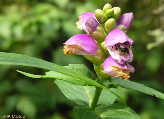 image of Chelone cuthbertii, Cuthbert’s Turtlehead