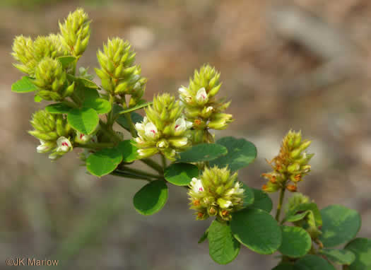 image of Lespedeza hirta +, Hairy Bush-clover, Hairy Lespedeza, Silvery Lespedeza