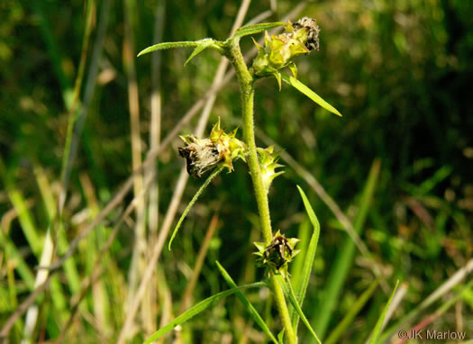 image of Liatris squarrosa var. squarrosa, Scaly Blazing-star, Squarrose Gayfeather, Longbracted Blazing-star