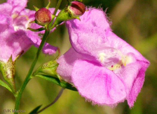 image of Agalinis purpurea, Purple Gerardia, Common Agalinis, Purple False Foxglove