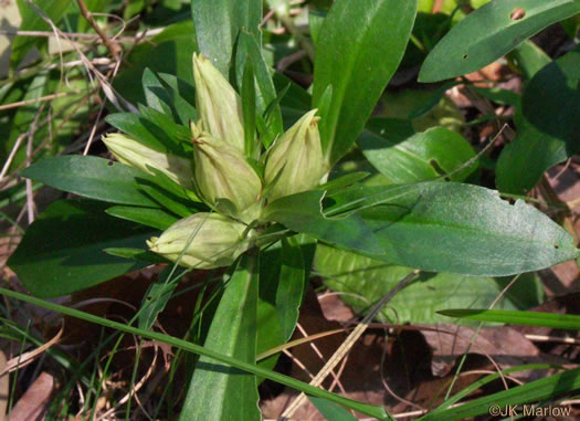 image of Gentiana villosa, Striped Gentian