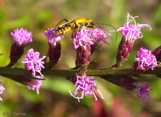 image of Liatris pilosa, Grassleaf Blazing-star, Shaggy Blazing-star