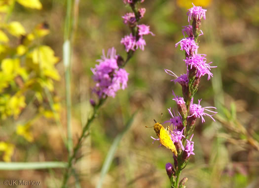 image of Liatris pilosa, Grassleaf Blazing-star, Shaggy Blazing-star