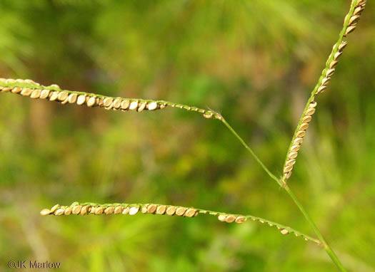 spikelet