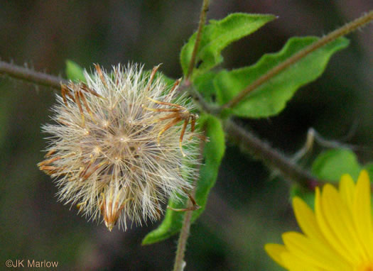 pappus