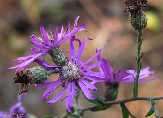 Symphyotrichum georgianum, Georgia Aster