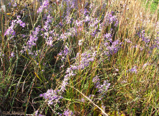 image of Symphyotrichum concolor var. concolor, Eastern Silvery Aster