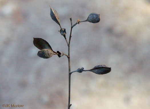 image of Baptisia tinctoria, Horsefly Weed, Yellow Wild Indigo, Yellow False-indigo, Rattleweed