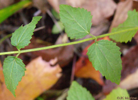 image of Ageratina aromatica, Small-leaved White Snakeroot, Aromatic Snakeroot, Wild-hoarhound, Small White Snakeroot