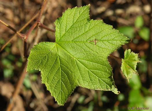 image of Rubacer odoratum, Purple Flowering-raspberry, Thimbleberry, Eastern Mapleleaf-raspberry