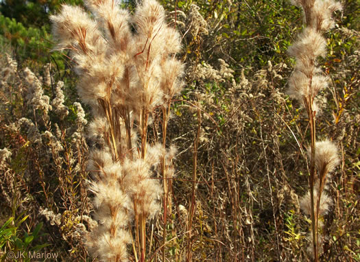 image of Andropogon tenuispatheus, Maritime Bushy Bluestem, Bushy Beardgrass, Maritime Bluestem