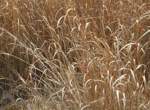 image of Panicum virgatum var. virgatum, Switchgrass, Prairie Switchgrass