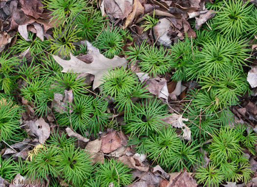 image of Diphasiastrum digitatum, Southern Ground-cedar, Common Running-cedar, Fan Ground-pine, Running Ground-pine