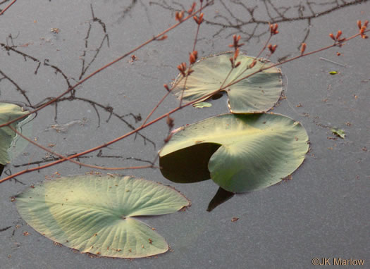 Nuphar advena, Spatterdock, Broadleaf Pondlily, Cow-lily, Yellow Pond Lily