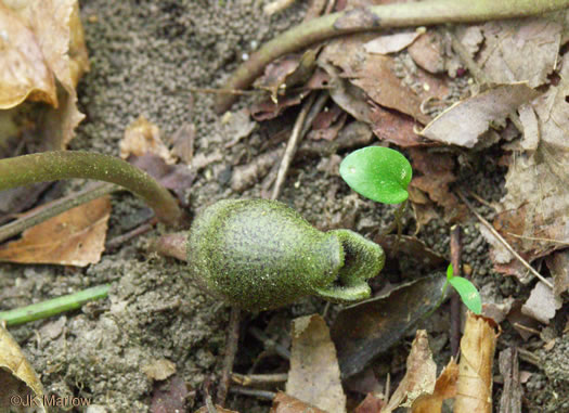 image of Hexastylis arifolia, Little Brown Jug, Arrowhead Heartleaf, Arrowleaf Heartleaf, Pigs