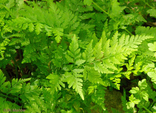 image of Cystopteris protrusa, Lowland Bladder Fern, Spreading Bladder Fern