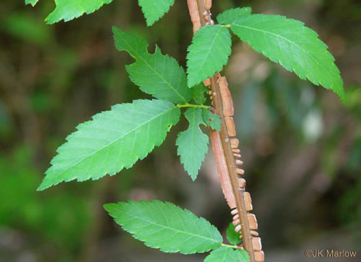 image of Ulmus alata, Winged Elm