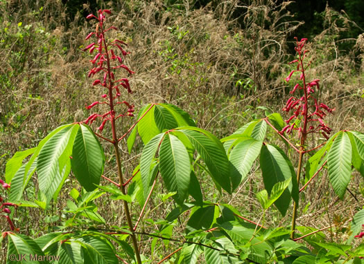 image of Aesculus pavia var. pavia, Red Buckeye