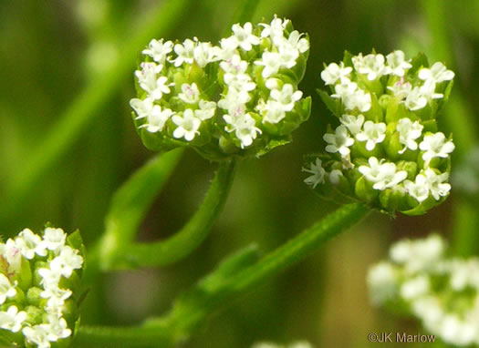 image of Valerianella radiata, Beaked Cornsalad