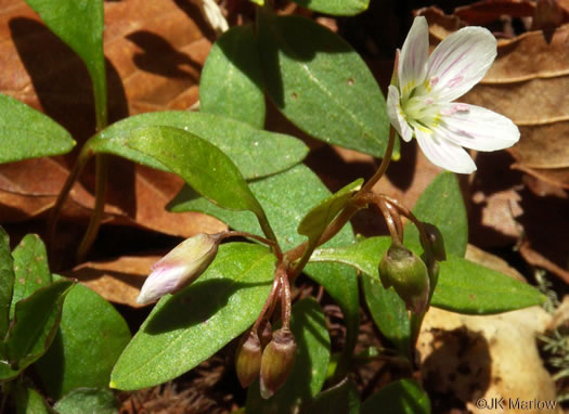 image of Claytonia caroliniana, Carolina Spring-beauty