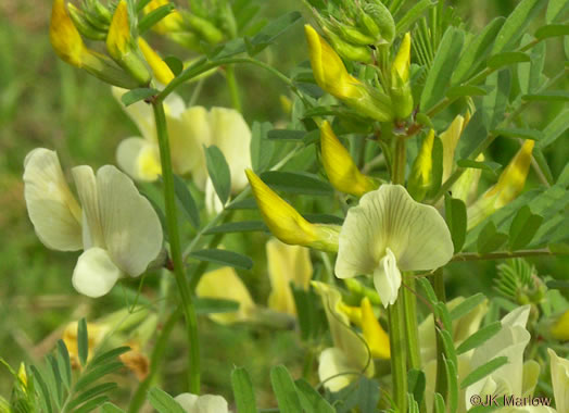 image of Vicia grandiflora, Bigflower Vetch, Large Yellow Vetch