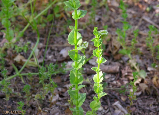 image of Triodanis perfoliata, Clasping Venus's Looking-glass