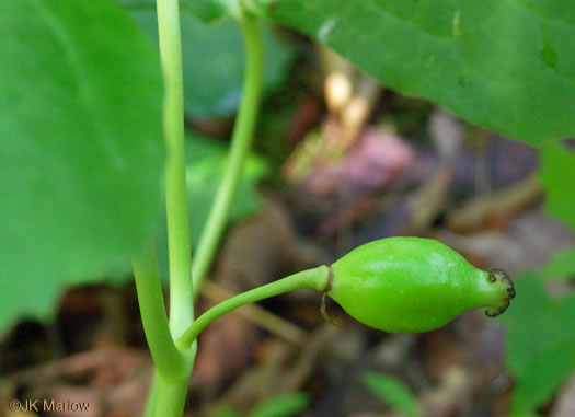 image of Podophyllum peltatum, May-apple, American Mandrake