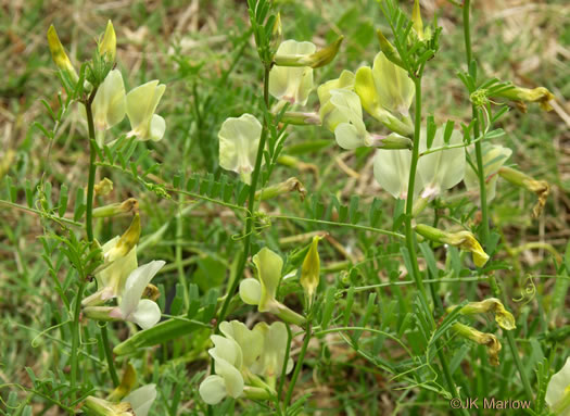 image of Vicia grandiflora, Bigflower Vetch, Large Yellow Vetch