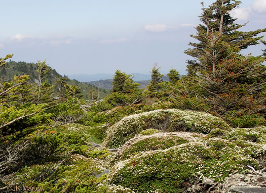 image of Kalmia buxifolia, Sand-myrtle, Mountain Myrtle