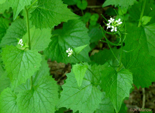 image of Alliaria petiolata, Garlic Mustard, Hedge Garlic