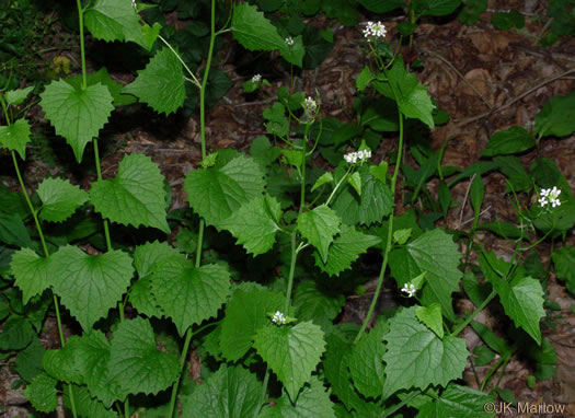 image of Alliaria petiolata, Garlic Mustard, Hedge Garlic