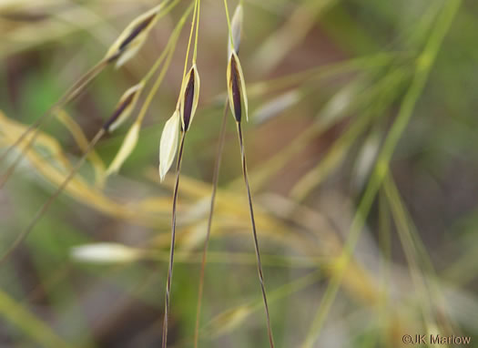 image of Piptochaetium avenaceum, Green Needlegrass, Blackseed Needlegrass, Eastern Needlegrass, Black Oatgrass