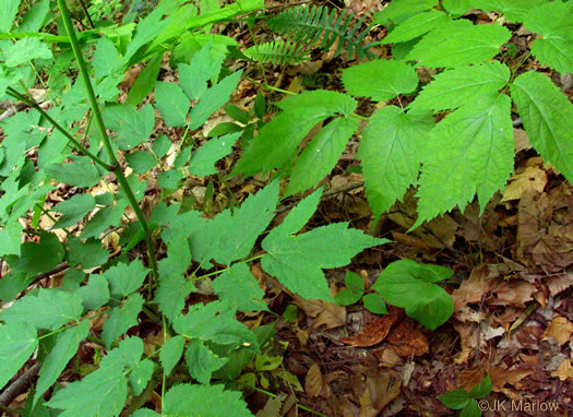 image of Astilbe biternata, Appalachian False Goatsbeard, Appalachian Astilbe