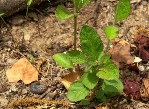 image of Scutellaria elliptica var. elliptica, Hairy Skullcap, Elliptic-leaved Skullcap