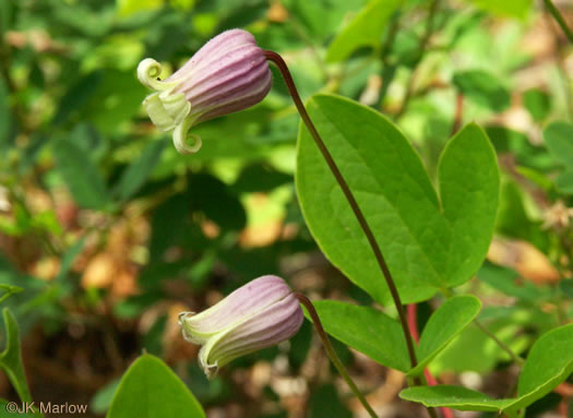 image of Clematis viorna, Northern Leatherflower, Vase-vine