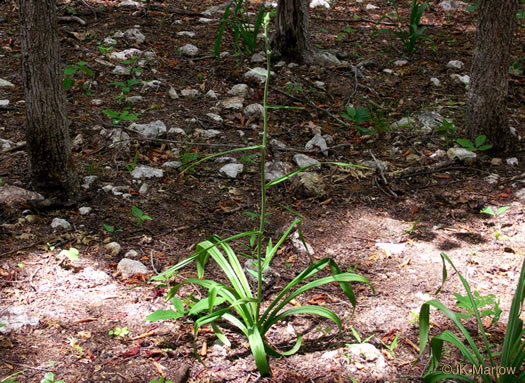 image of Melanthium virginicum, Virginia Bunchflower, Bog Bunchflower