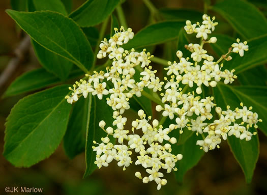 image of Sambucus canadensis, Common Elderberry, American Elder