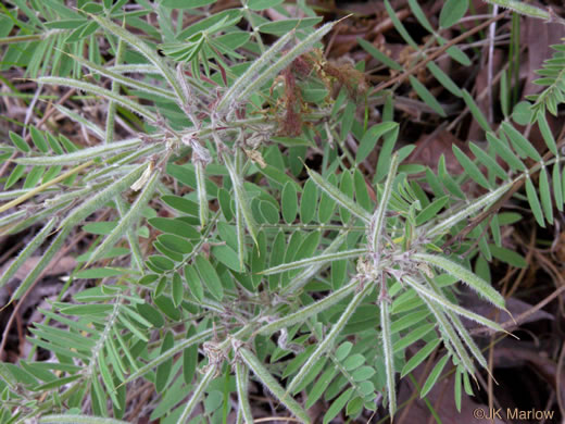 image of Tephrosia virginiana, Virginia Goat's Rue, Devil's Shoestrings