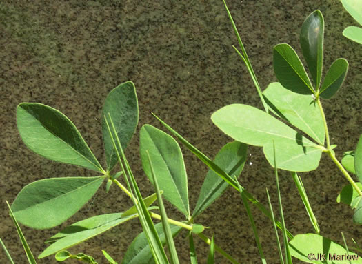 Baptisia bracteata, Creamy Wild Indigo