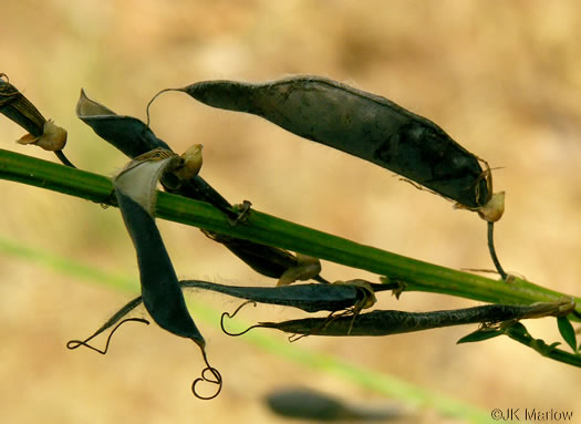 image of Cytisus scoparius, Scotch Broom