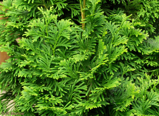 Thuja occidentalis, American Arborvitae, Northern White Cedar, Flat Cedar, Eastern Arborvitae