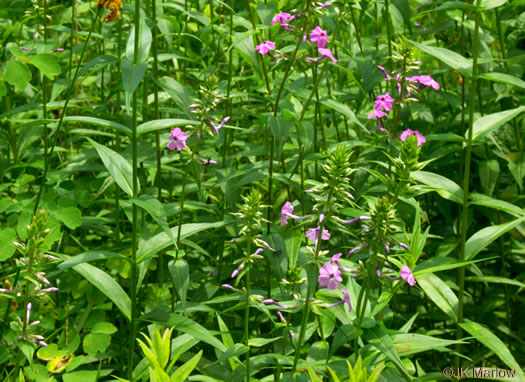 image of Phlox maculata ssp. pyramidalis, Leafy Meadow Phlox, Wild Sweet William